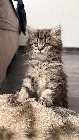 Kitten    