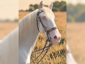 Lusitano Wallach Quo-Vadis