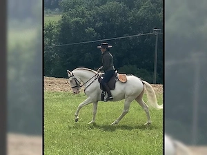 Lusitano Wallach Quo-Vadis