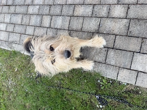 Altdeutscher Hütehund Sammy