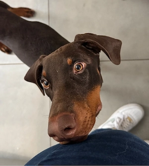 Dobermannrüde mit Ahnentafel 