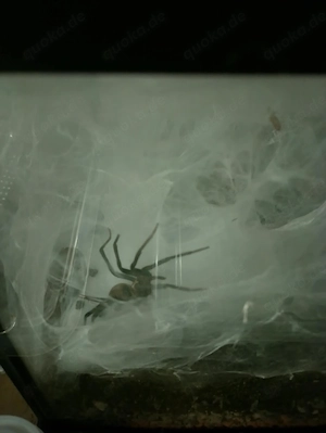  Webspinne Linothele Cf Serecata inkl. Terrarium 