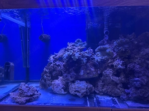 Meerwasser Korallen Mix | Weichkorallen Lederkorallen Steinkorallen | Riffaquarium