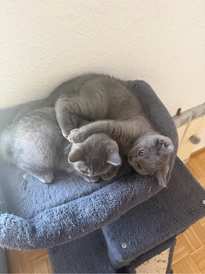 Britisch Kurzhaar Katze