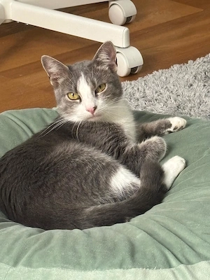 Unsere zierliche Katzenschönheit Ninolina sucht ein neues Kuschelkörbchen