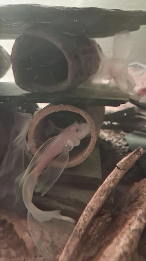 L144 snow white longfin Bock