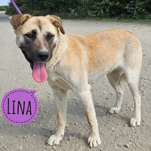Lina, junge, verschmuste und wunderhübsche Mischlingshündin, Labrador Schäferhund