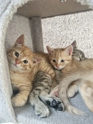 Kitten Babykatzen suchen neues Zuhause 