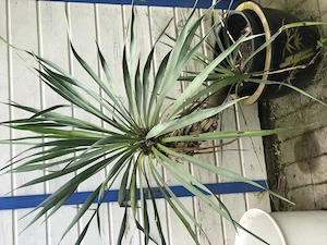 Gartenpflanzen zu verkaufen oder tauschen