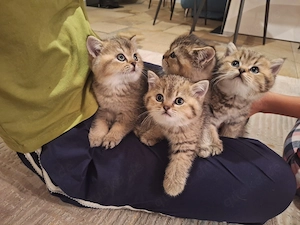 Reinrassige BKH Britische Kurzhaar Kitten