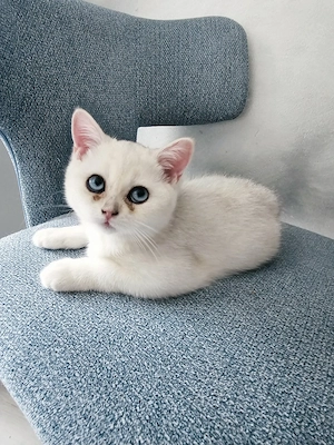    Traumhafte Golden & Silver Shaded Kitten mit blauen Augen   