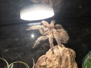 Verschiedene Vogelspinnen