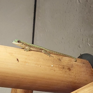 Phelsuma robertmertensi