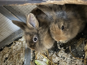 Zwergkaninchen Löwenkopfkaninchen in gute Hände abzugeben