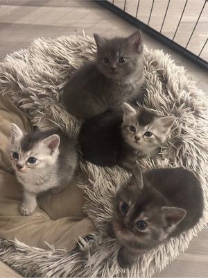 Mama Cookie mit ihren 4 Kitten sucht gemeinsam ein liebevolles Zuhause 