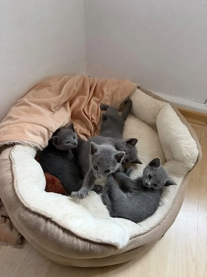 Reinrassige russisch- blau Kitten