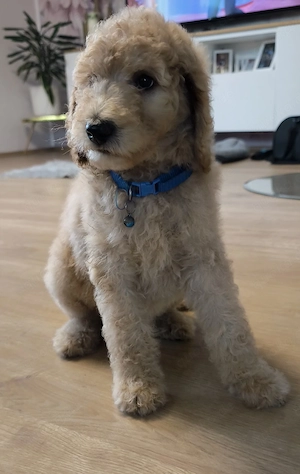 Abgabebereite Pudel Königspudel Großpudel Riesenpudel Standardpudel creme weiss braun apricot Hund 