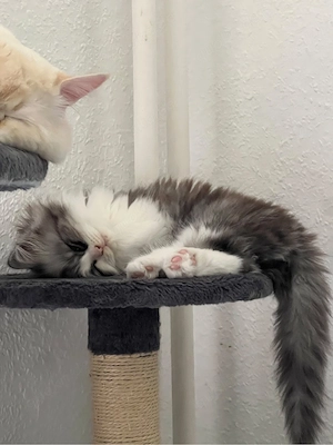 Baby Katzen mix BLH