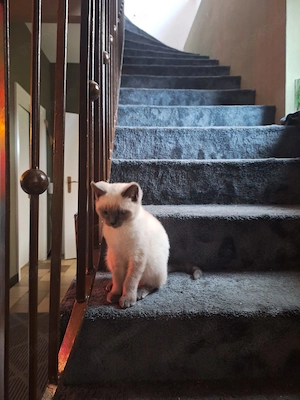 reinrassige BKH Katze (ca. 6 Monate alt) in liebevolle Hände abzugeben