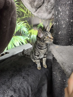  Kiki   eine ganz besondere Bengal-Katze