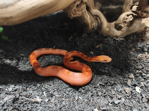 Kornnatter Pantherophis guttatus 0.1. weibchen Pied Bloodred