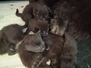 Maine Coon Xxl Kitten Black Bild 10