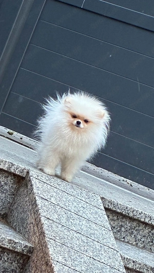 pomerian weibchen abzugeben 