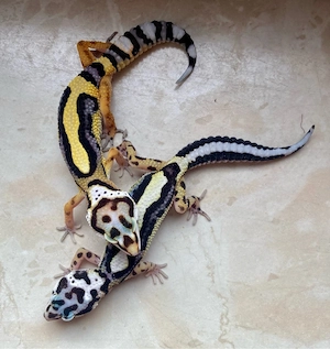 Bold Stripe het. EC p.h Tremper Leopardgecko Jungtier ENZ 26