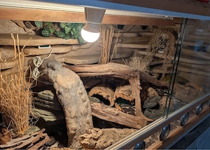 Terrarium mit Leopardgeckos