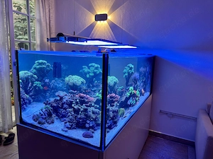 Meerwasseraquarium 670 l Raumteiler | Apex, ATI, Royal Exclusiv