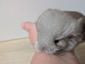 Chinchilla Babys ( hell und Dunkel) suchen ein kuscheliges Zuhause 
