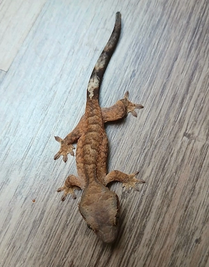 0.0.4 Kronengecko Jungtiere Correlophus ciliatus Tiger 2026