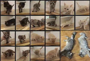 6 Maine Coon Katzens