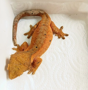 1.2 Gruppe Correlophus ciliatus Kronengecko adult