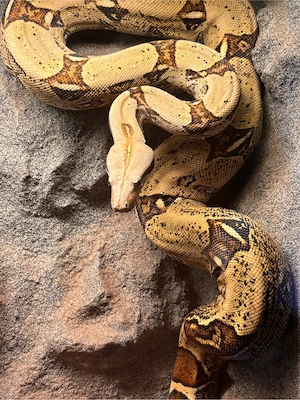Boa abzugeben 