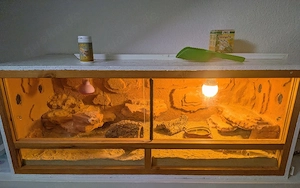 Leopardengecko Gecko