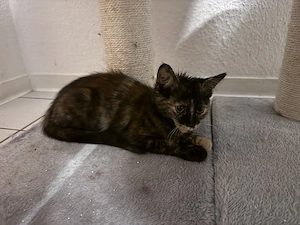 Kitten   Glückskatze