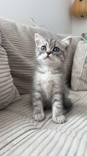 Wunderschönes BKH-Kitten Mädchen sucht ein liebevolles Zuhause     