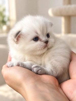 2 wunderschöne BLH Kitten. Reservierung möglich. Abgabe ab 17.11.2026