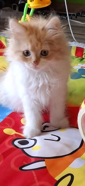 Wunderschöne maine coon mix Kitten 