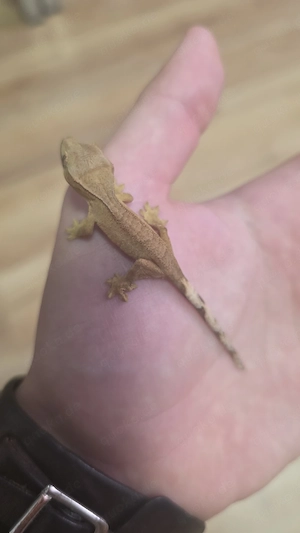 kronengecko crested gecko 0.0.1