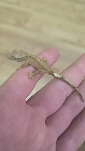 kronengecko 0.0.1 crested gecko 