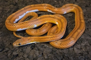 Toffee Blood Pied 