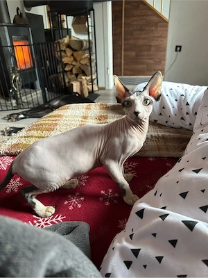 Sphynx Mädchen sucht kuschelplatz
