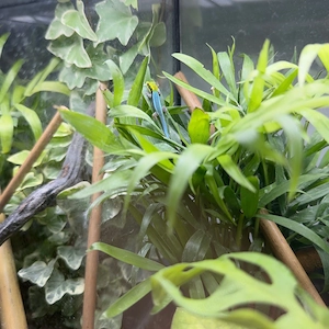 Phelsuma klemmeri Nachzuchten
