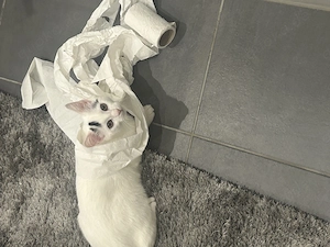 Katze zu verkaufen