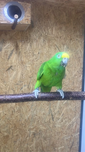 Gelbscheitel Amazone Surinam 