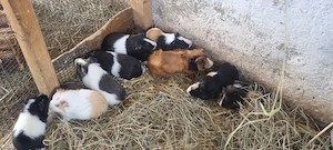 Meerschweinchen weiblich