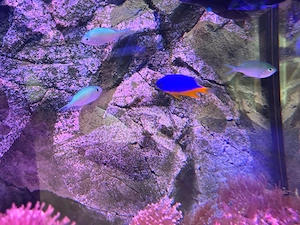 Meerwasser Korallen, Fische, Lebendgestein