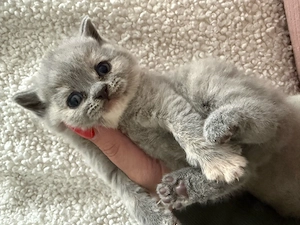 Bkh Kitten